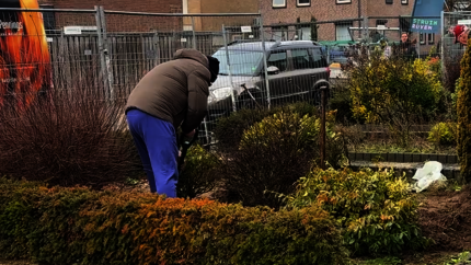 Struikrovers in de tuin